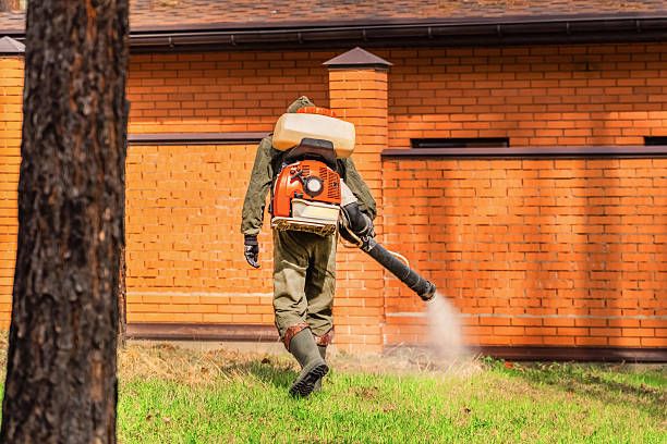 Trusted Ant Control service in Wofford Heights, CA - Nex Pest Control